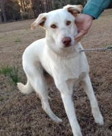 Buckley