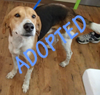 Roadie is Adopted